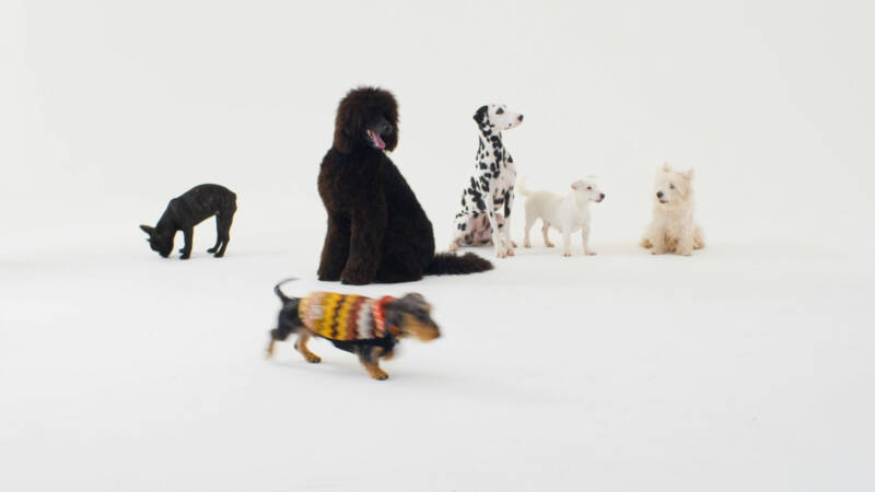 Missoni & Poldo Dog Couture